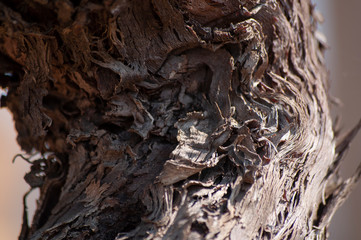 Close-up of vine trunk. Strain of old vineyard.