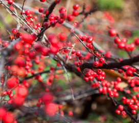 Red cotoneaster berries on the shrubs