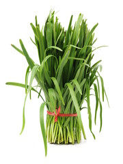 Leek on a white background 