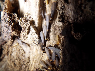 シロアリ termite