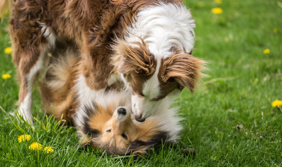 Two beautiful collie dogs are played on green grass.