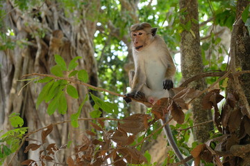 un singe prend la pause dans les arbres