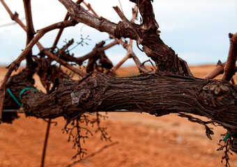 Close-up of vine trunk. Strain of old vineyard.
