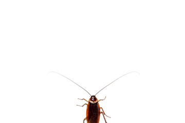 Cockroach on White Blackground.