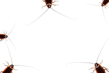 Cockroach on White Blackground.