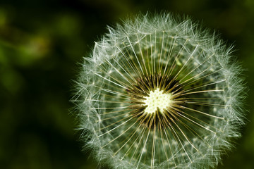 close up of dandelion