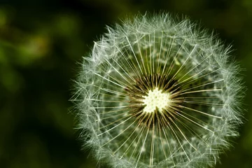 Fototapete close up of dandelion © alg2209