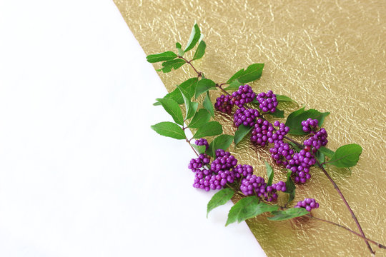 313 Best 紫式部 Images Stock Photos Vectors Adobe Stock