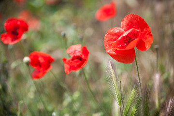 Obraz premium Red poppy flowers