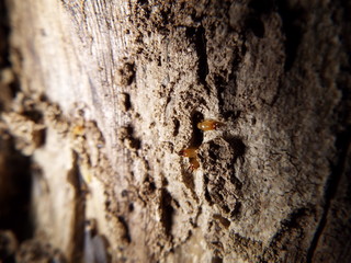 シロアリ termite