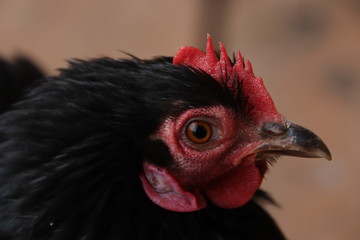 portrait of a chicken