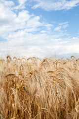 Fototapeta na wymiar Field of ripe wheat
