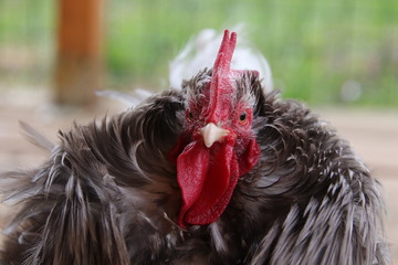 portrait of rooster