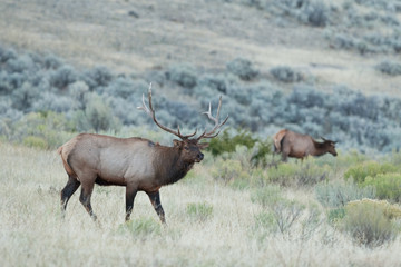 Naklejka na ściany i meble elk, wapiti, cervus canadensis, Yellowstone national park, deer