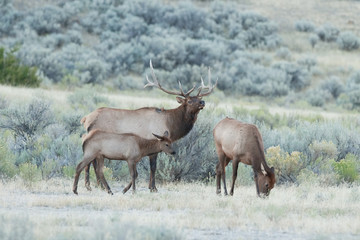 elk, wapiti, cervus canadensis, Yellowstone national park, deer