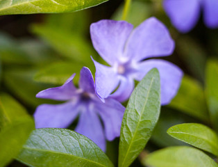 Blue vinca flowers