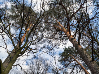 scots pine, pnus sylvestris, in a natural environment