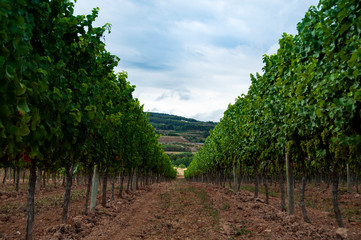 Fototapeta na wymiar Rows of vines vine. Full of bunch of white grapes.