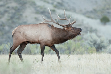 elk, wapiti, cervus canadensis, Yellowstone national park, deer