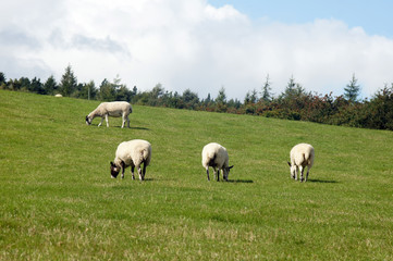 Sheep herd are feeding on grassland  - 267383453