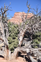 Canyonlands National Park, Utah. U.S.A. Beautiful valleys, red rock mountains, pinyon pine and juniper pine, canyons and geological oddities