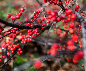 Fototapeta na wymiar Red cotoneaster berries on the shrubs