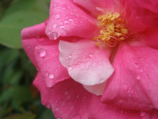 Rose with Rain Drops