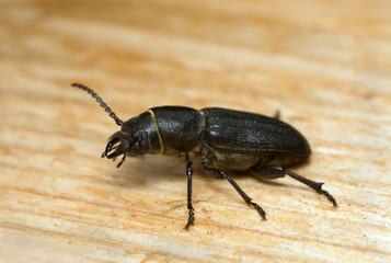 Macro photo of the longhorn beetle Spondylis buprestoides attracted to fresh wood