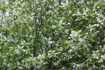 Fototapeta na wymiar flowering tree branches in spring in the garden 