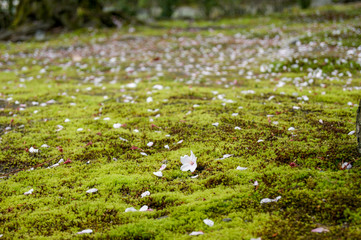 苔の上に桜の花びら