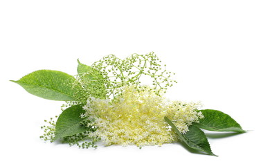 Blossoming elder or elderberry isolated on white background