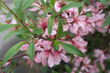 Obraz premium flowering tree branches in spring in the garden 