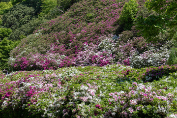 京都　三室戸寺