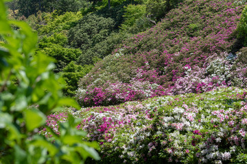 京都　三室戸寺