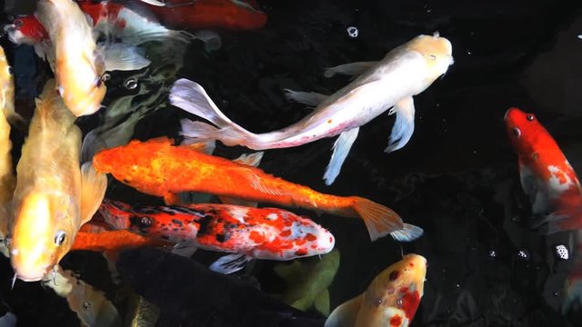 Colourful charming Koi Carp Fishes moving in pond with shadow and light reflection, Carp fishes swims under water surface
