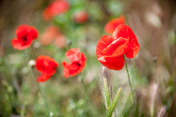 Red poppy flowers