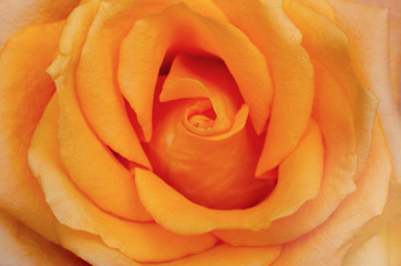 Fototapeta na wymiar Orange roses with blurred pattern background