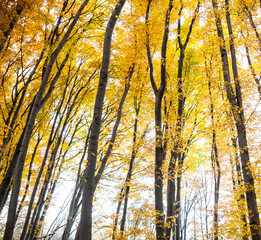 Yellow trees in the forest