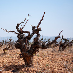 Old vineyard with the pruned vines. Winter vineyard. Strain in the foreground.