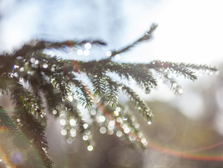 Fir tree branches wet after the rain