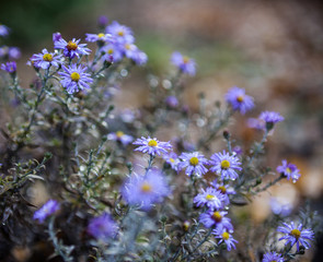 Blue aster flowers.