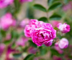 Pink rose flowers