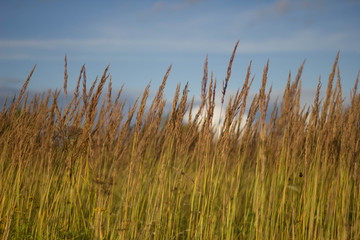 Green grass in the field against the blue sky. Close up. Wheat grows. Grass and sky.