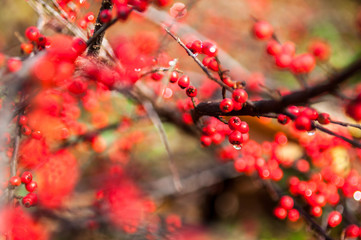 Red cotoneaster berries on the shrubs