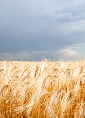 Field of ripe wheat