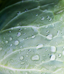 Fresh cabbage leaf. Close-up.
