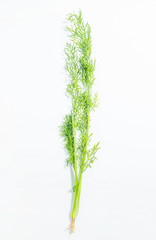 Fresh stems and leaves vegetable fennel on white background