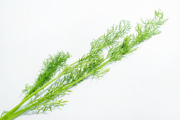 Fresh vegetable fennel leaf poster background material on white background
