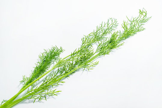 Fresh vegetable fennel leaf poster background material on white background