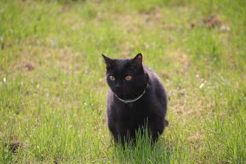 Naklejka na ściany i meble black cat in grass
